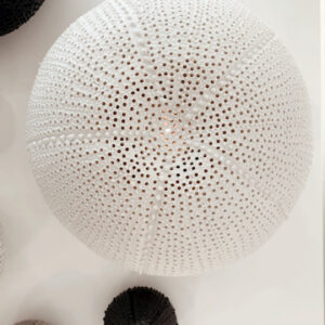 Photophore sculpture Oursin XXL en porcelaine  #CGLabSete